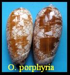 Oliva (Porphyria) porphyria, Linné 1758 